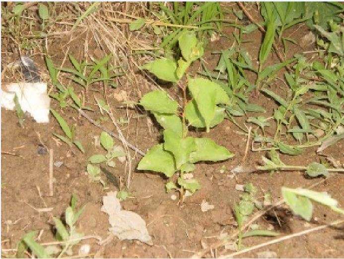 Τον περασμένο Ιανουάριο σε διάφορα σημεία του Πολυκάστρου βάλαμε απ’ ευθείας στο χώμα κουκούτσια από βερίκοκο. Σήμερα, όπως βλέπετε, είναι ήδη δεντράκια 35 έως 40 εκατοστών.