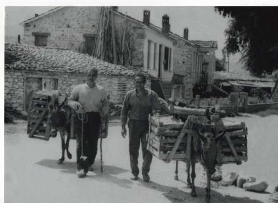 Αγρότες με γαϊδούρια φορτωμένα ροδάκινα στο παλιό Βελβεντό