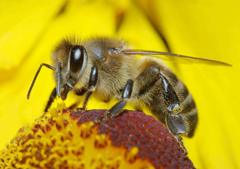 Η επιστημονική έκθεση με τίτλο «Αντίο Μέλισσες- Γιατί οι μέλισσες αφανίζονται και η διατροφή μας κινδυνεύει;» (1) που δημοσίευσε η Greenpeace, σηματοδοτεί την έναρξη της νέας πανευρωπαϊκής εκστρατείας για να προωθηθεί η βιώσιμη γεωργία που παράγει τροφή χωρίς τα επικίνδυνα χημικά των πολυεθνικών αγροτεχνολογίας.