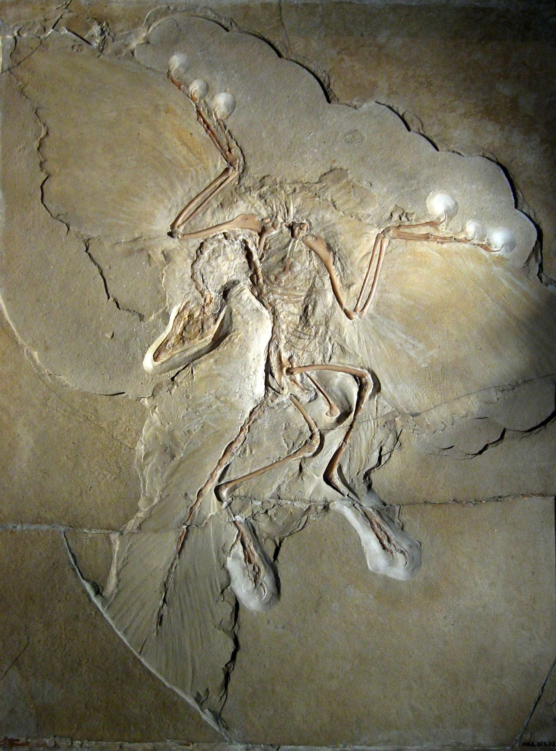 Ο αρχαιοπτέρυξ ή αρχαιοπτέρυγα (Archaeopteryx), αναφερόμενο μερικές φορές και με το γερμανικό του όνομα, Urvogel («το πρώτο πτηνό»), είναι το αρχαιότερο και πιο πρωτόγονο γένος πτηνών που είναι γνωστό. Το όνομα προέρχεται από τα αρχαία ελληνικά ἀρχαῖος και πτέρυξ.