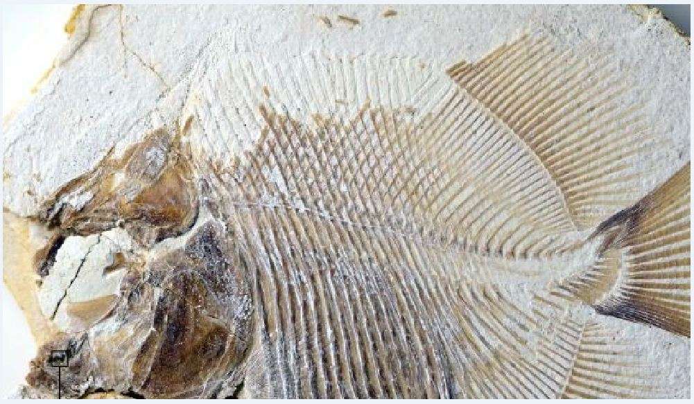 Το Piranhamesodon pinnatomus ζούσε πριν από 152 εκατομμύρια χρόνια παράλληλα με τους δεινόσαυρους