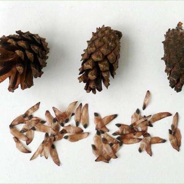 Σπόροι πεύκου. Pine seeds.