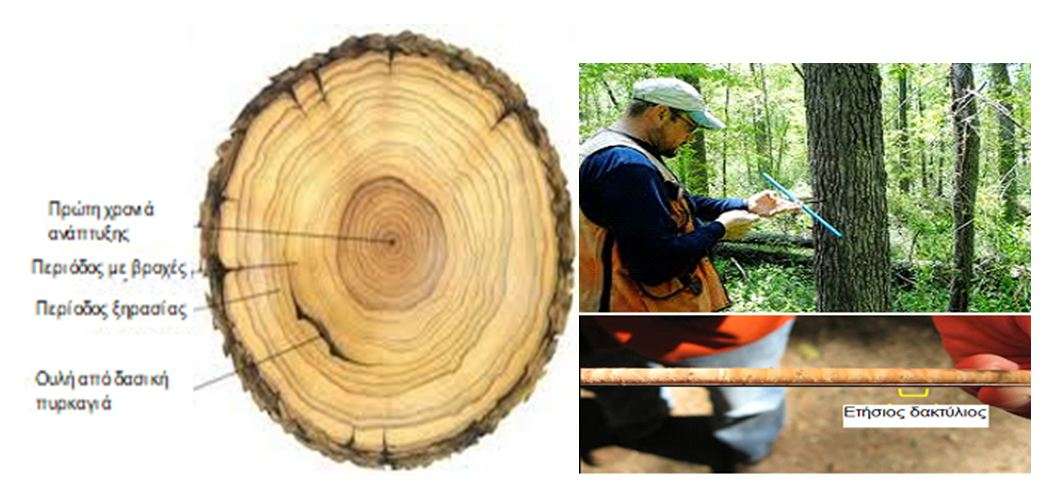 Εικόνα 3 αριστερά: Κάθε ομόκεντρος κύκλος ενός δέντρου μαρτυρά την ηλικία του αντιστοιχόντας σε ένα έτος και ονομάζεται δακτύλιος. Εικόνα 4 δεξιά: Προσαυξητική τρυπάνη (εργαλείο ώστε να παίρνουμε δείγματα δακτυλίων χωρίς να κόβεται ο κορμός).
