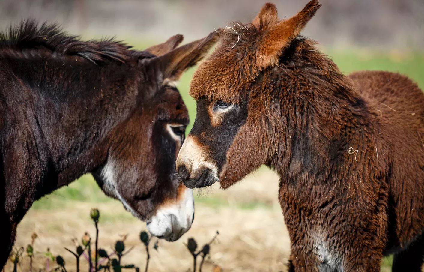 «Αν φταίει ο γάιδαρος, δεν πρέπει να χτυπά κανείς το σαμάρι.»