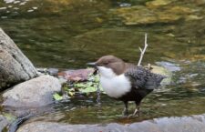 Νεροκότσυφας Cinclus cinclus. Φωτογραφία: Δημήτρης Μπούσμπουρας.