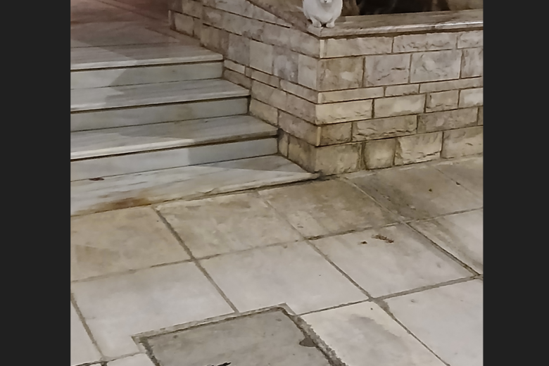 Η γάτα, με το ένστικτο του θηρευτή να έχει κυρίαρχο ρόλο στη συμπεριφορά της, στεκόταν σαν φύλακας για να δει το ανήμπορο περιστέρι να πετάει. Καθόταν κι αυτή ακίνητη, σε υπερυψωμένη θέση μάλιστα, ώστε να κατοπτεύει τον χώρο.